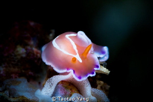 Nudibranchia with eggs by Taotao Yang 